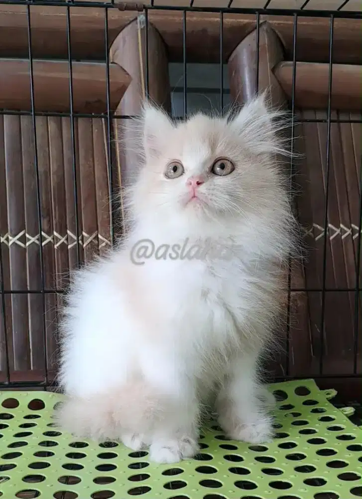 kucing anggora/ persia flatnose jantan/kucing persia jantan