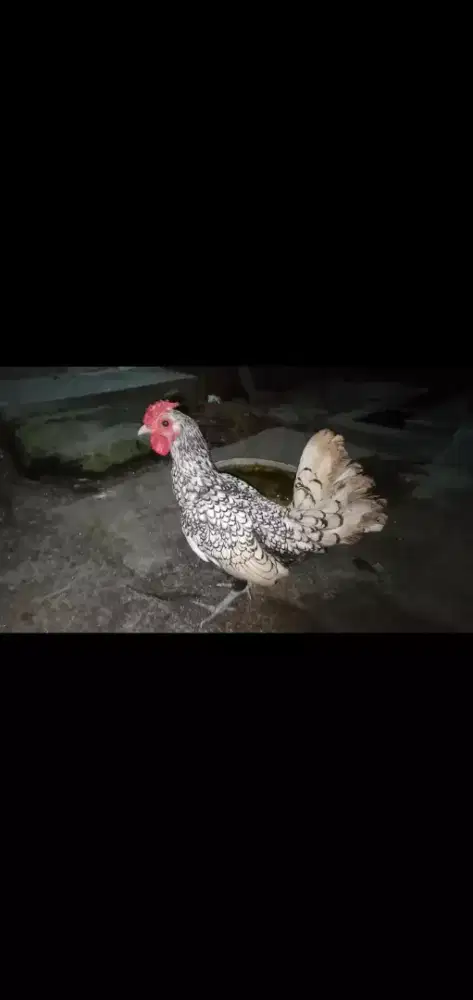Ayam batik itali (jantan).