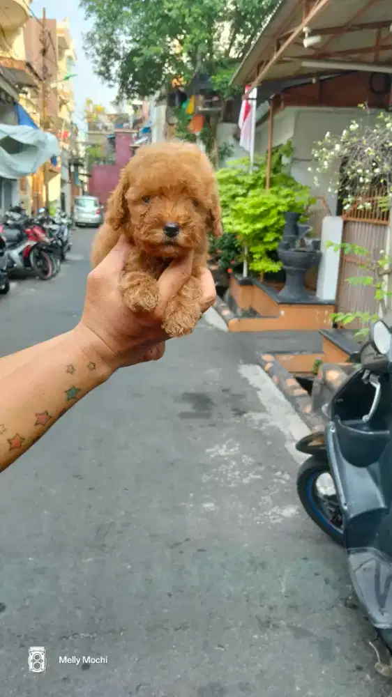 Red toy poodle jantan