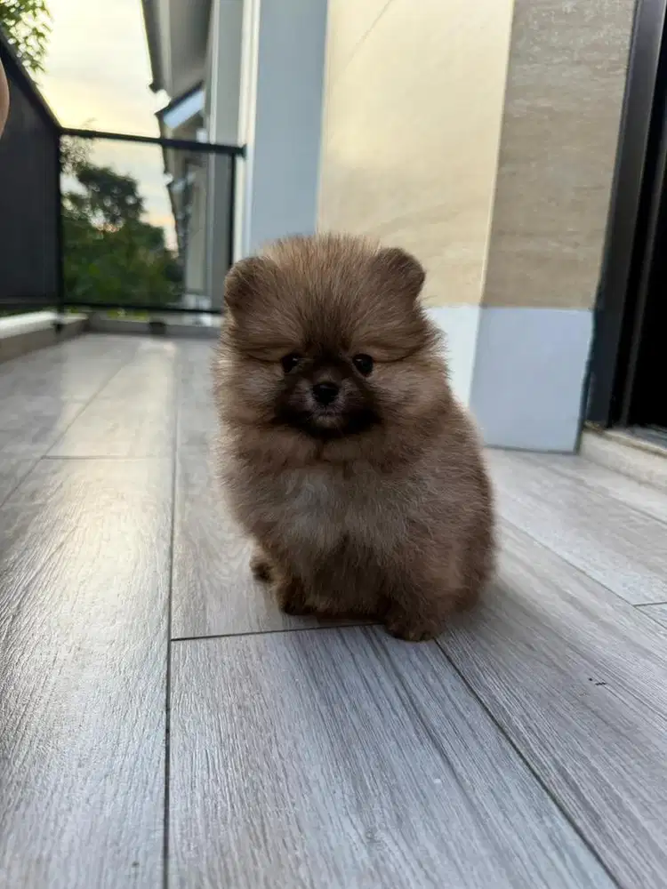 Mini Pomeranian Mini Pom Betina dan Jantan Lucu, Pesek, Bulu Tebal