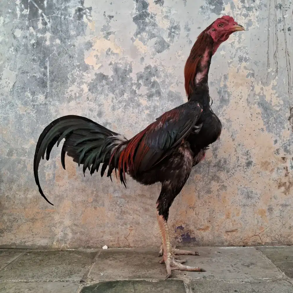 AYAM MANGON X GANOI