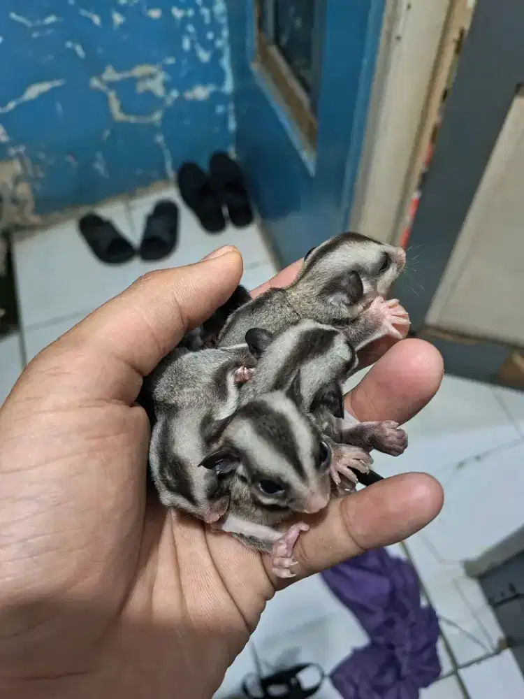 sugar glider classic grey (CG)
