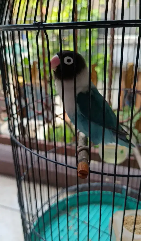 Lovebird Blue Perso