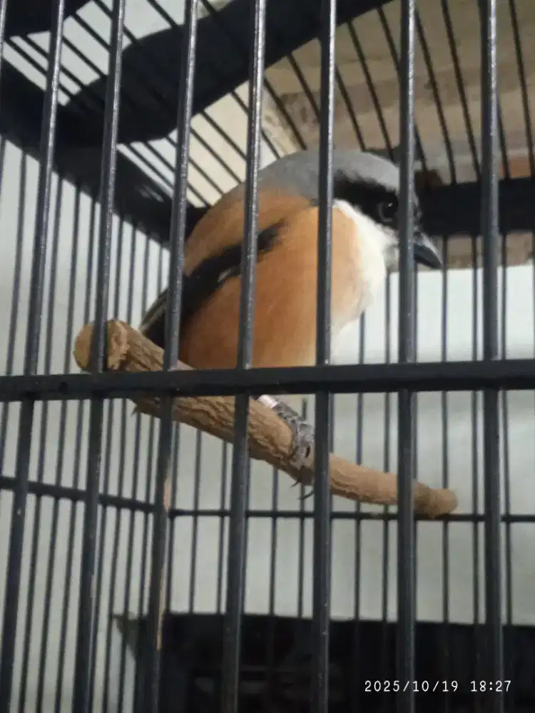 Jual ( Burja ) Burung Cendet