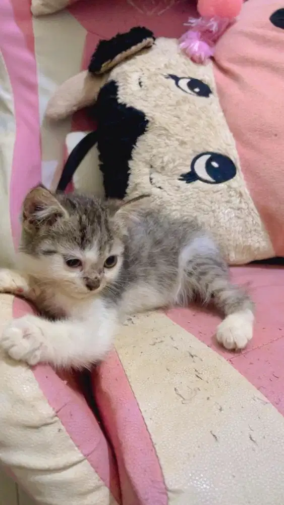 BSH  non ped kitten becco tabby male