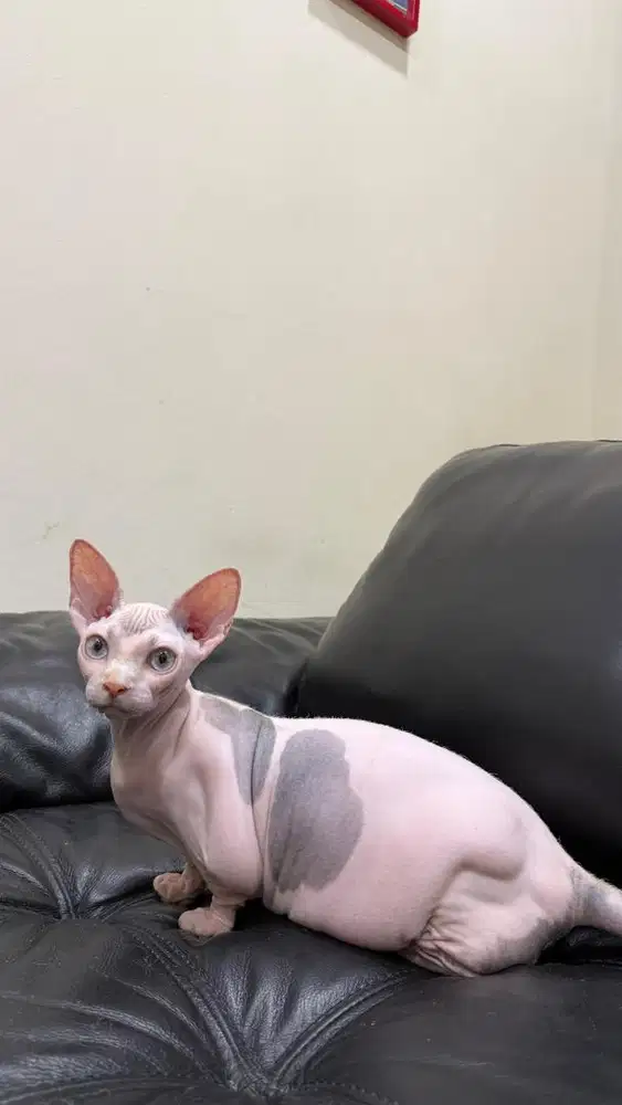 kucing sphynx bambino betina