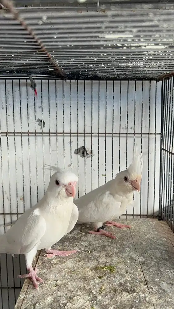 Falk albino mm jodohan