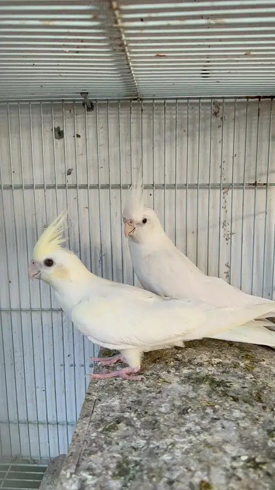 Falk cf albino mm jodohan