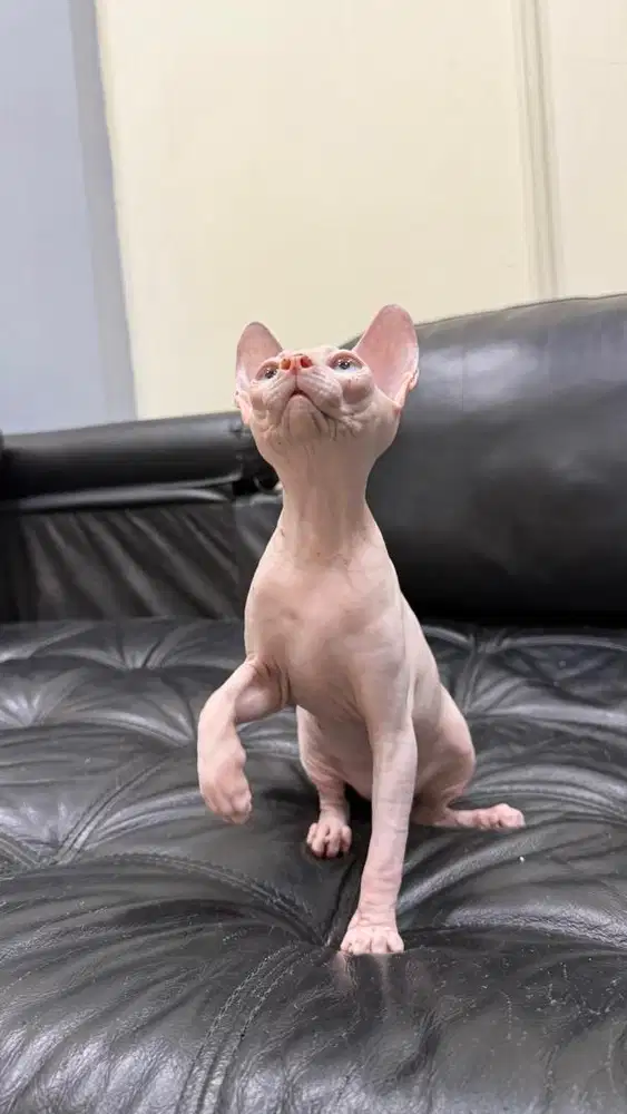 kucing sphynx betina