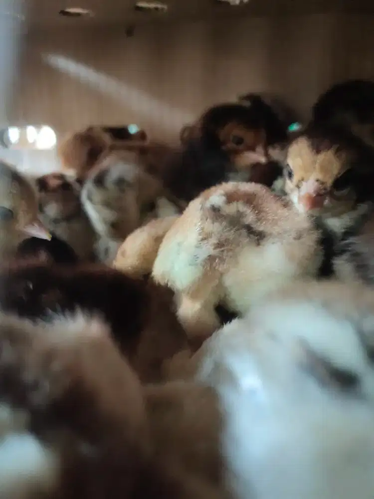 Ayam kub 2 janaka