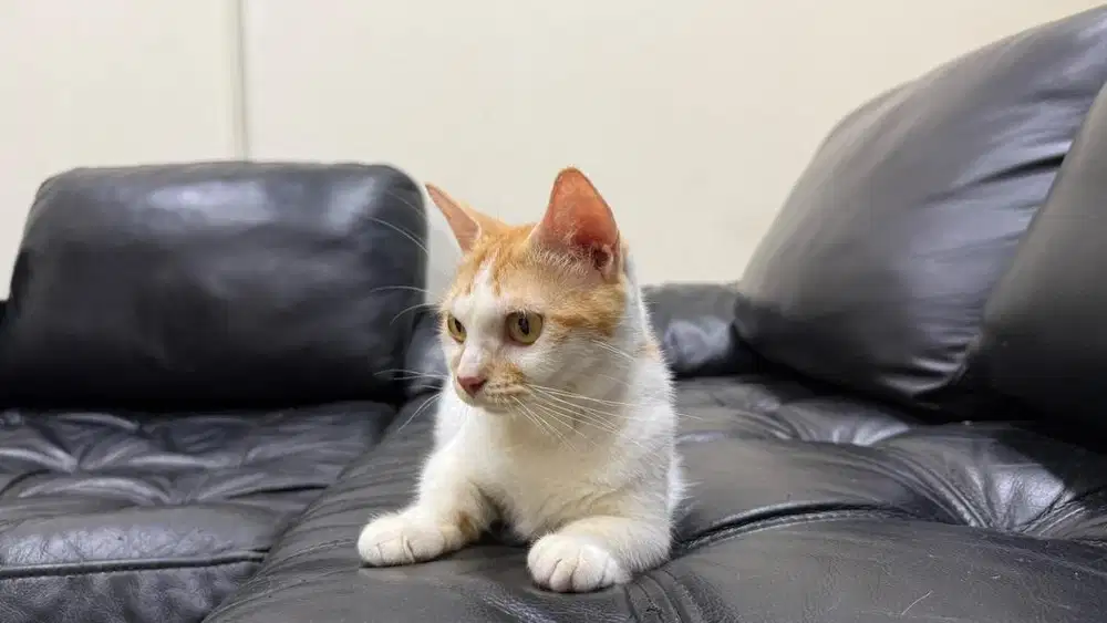 Kucing munchkin betina proven