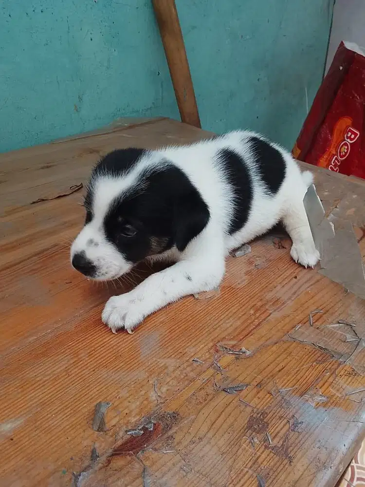 Open Adopsi Anak Anjing FREE
