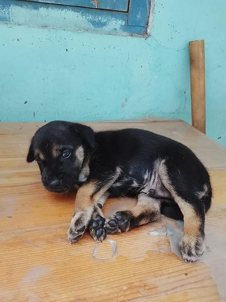 Open Adopsi Anak Anjing FREE