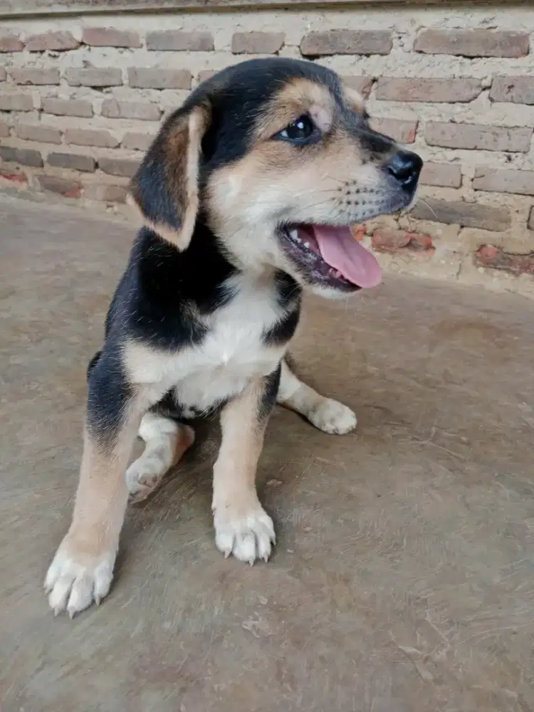 pitbull x kampung