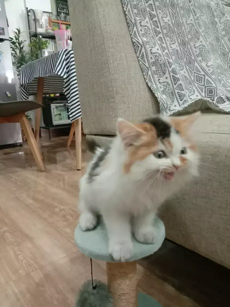Kucing betina 2bulan setengah
