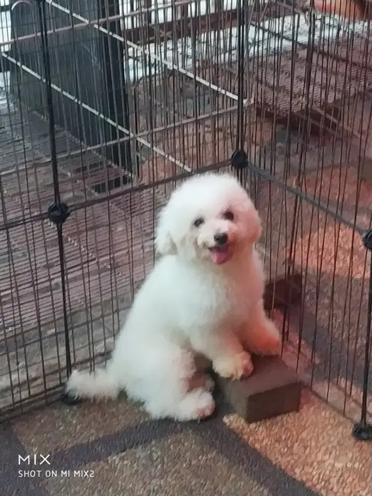 Jual Indukan Bichon frise