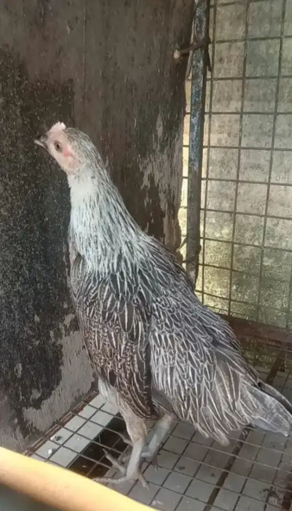 Ayam Ketawa Betina