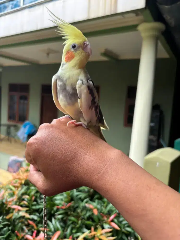 Parkit Australia Jinak Total sama Tangkringan