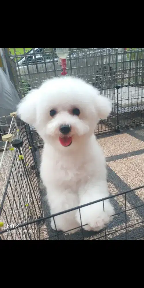 Jual Indukan Mini Bichon frise