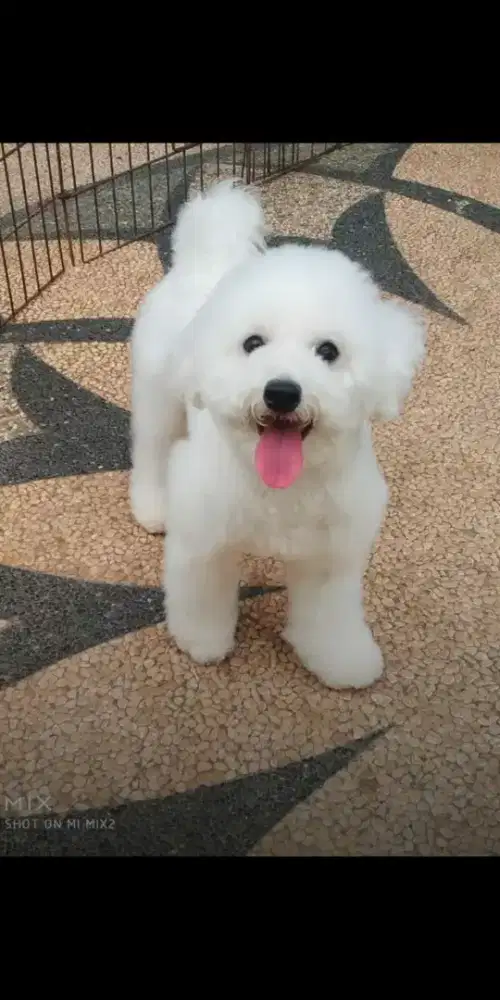 Jual Indukan Bichon frise