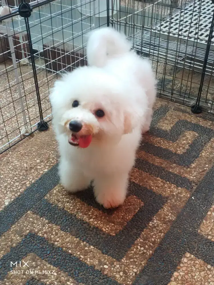 Bichonfrise semi hibah