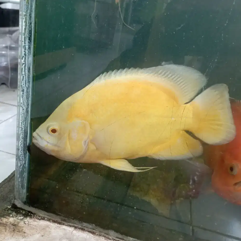Ikan Oscar ukuran 5 Jari dewasa