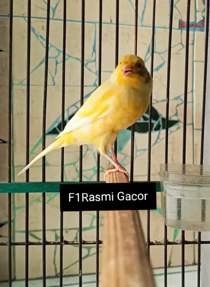 Kenari F1Rasmi Gacor