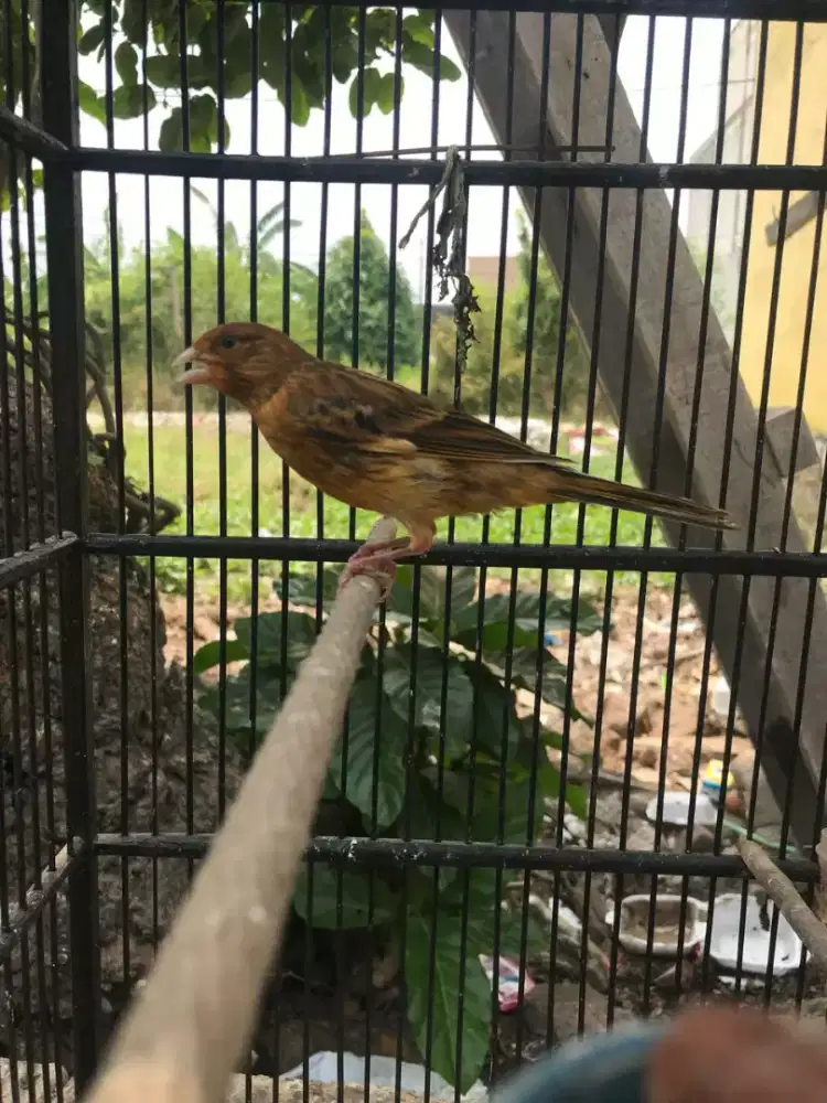 Kenari paud blackred X merlok full masteran sanger