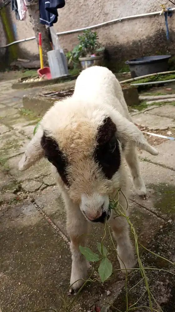 Domba babon anak betina 2 ekor