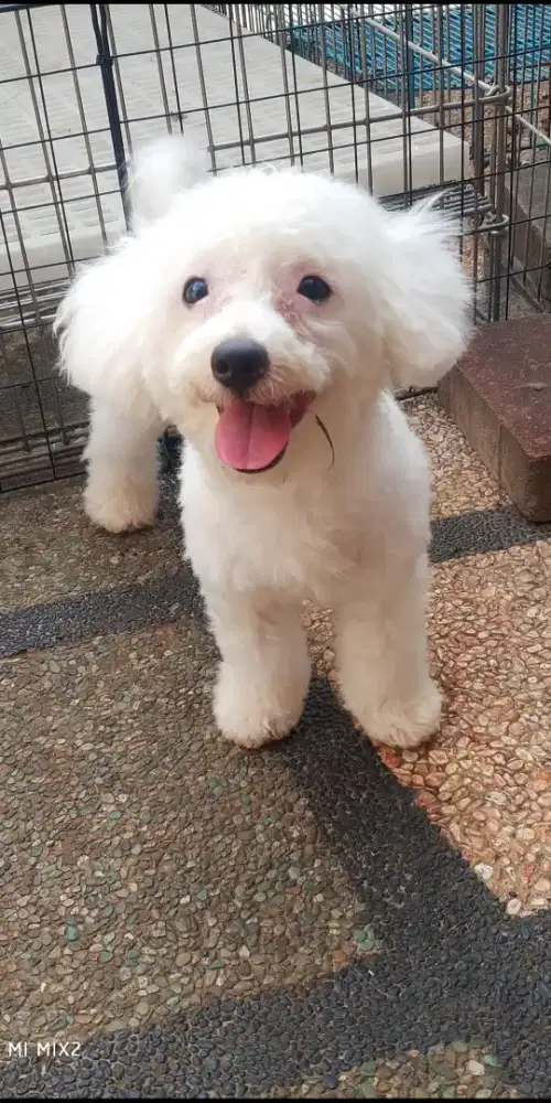 Pejantan White Poodle