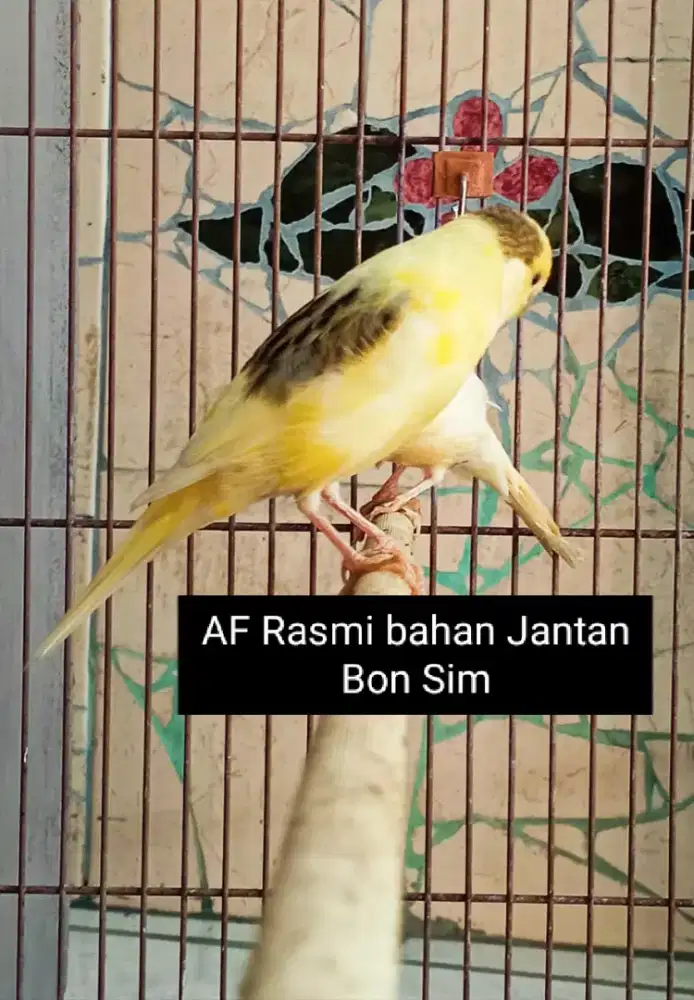 Kenari AF Rasmi bahan Jantan