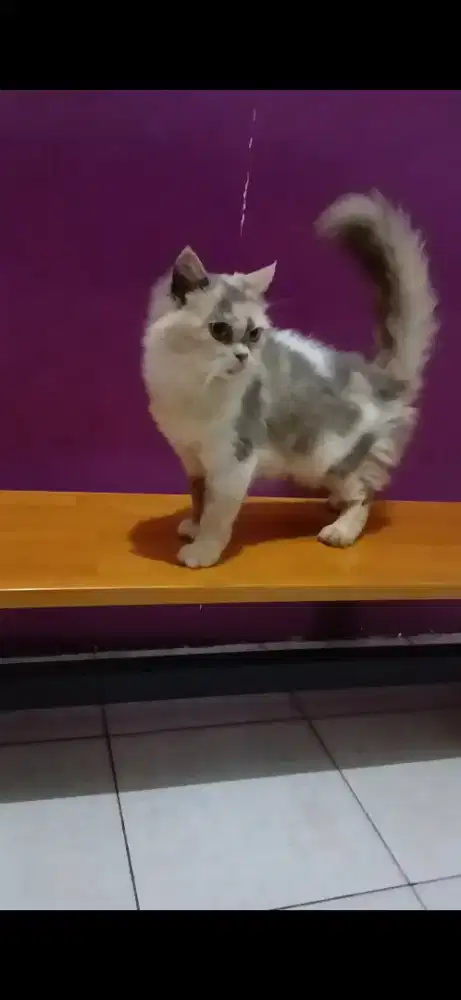 Indukan kucing persia sehat