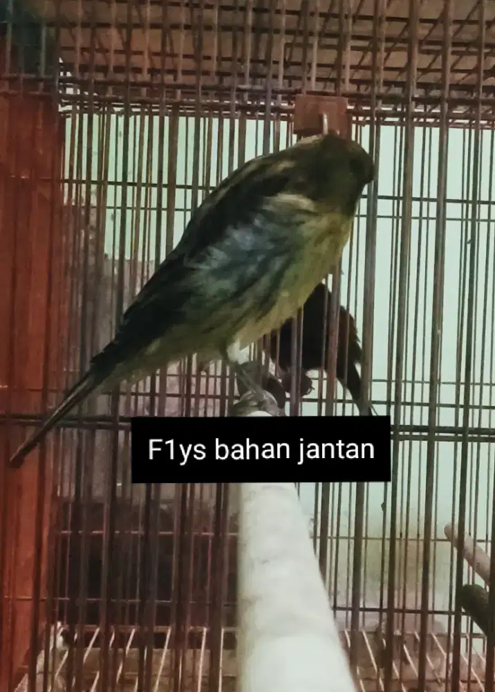 Kenari F1ys bahan jantan