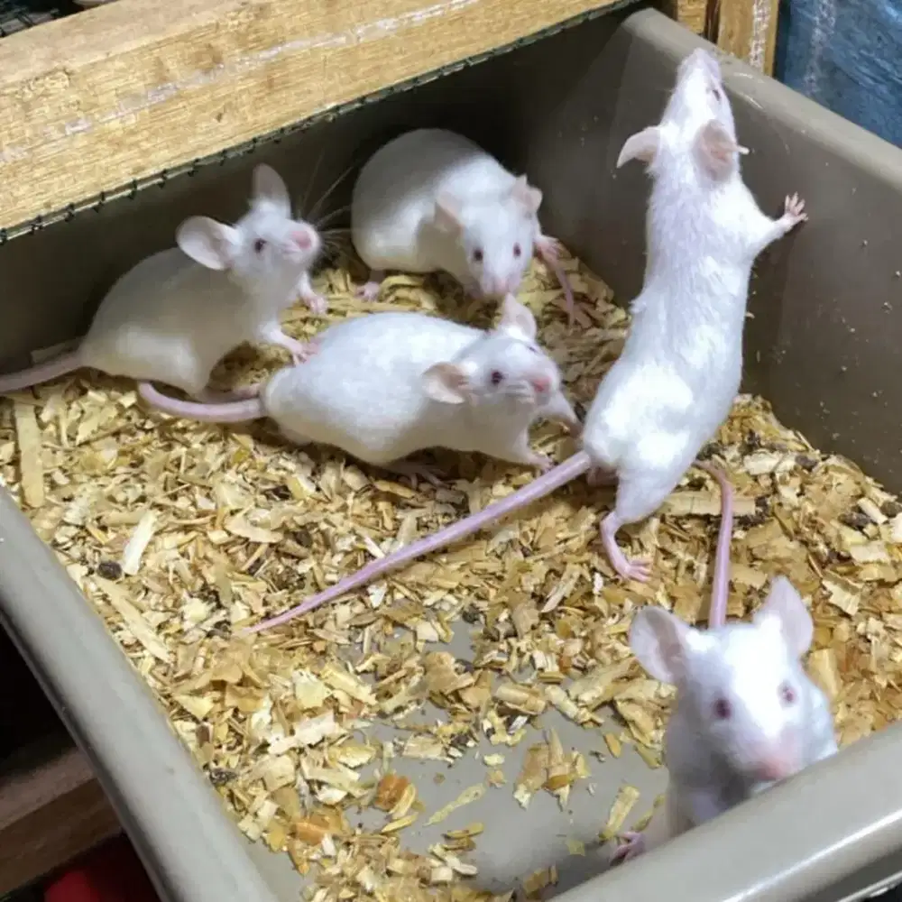 Tikus Putih Untuk Makan Reptil dan Hewan Uji Coba