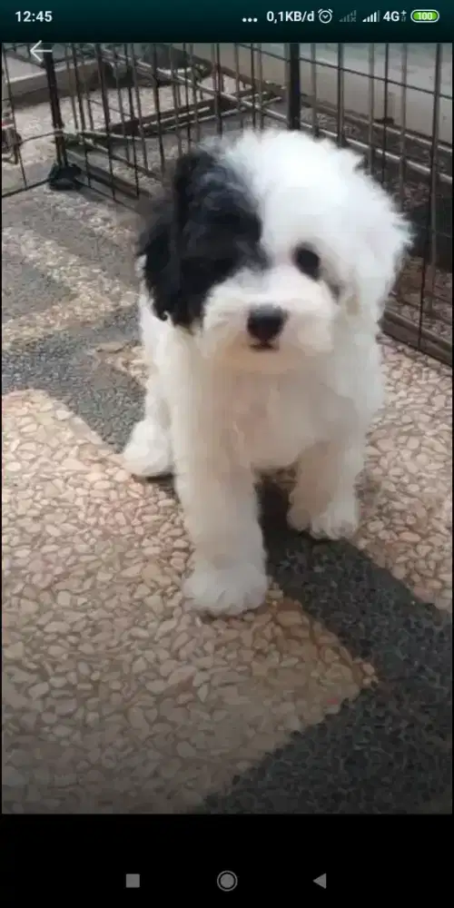 Pejantan Party Poodle