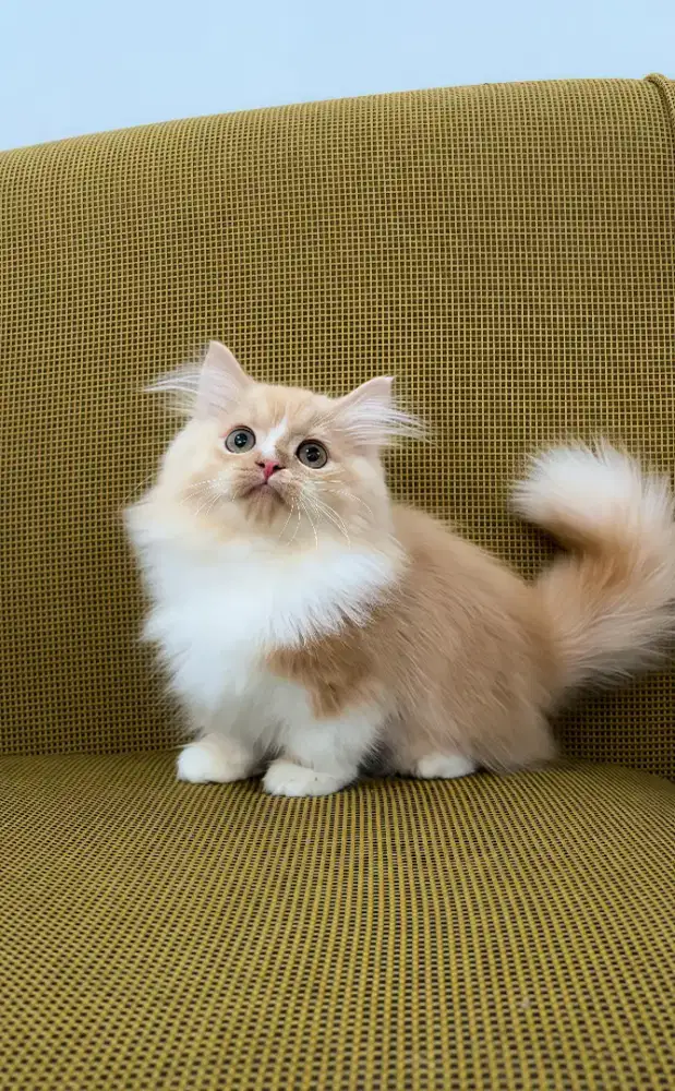 MUNCHKIN LONGHAIR