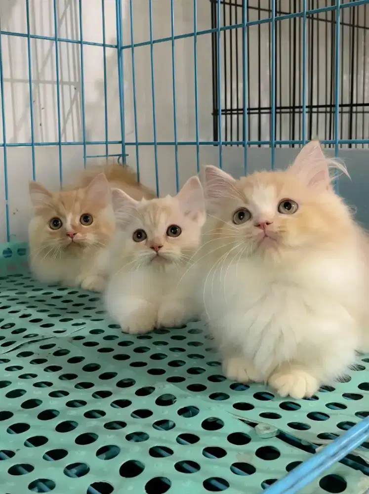 Munchkin Longhair