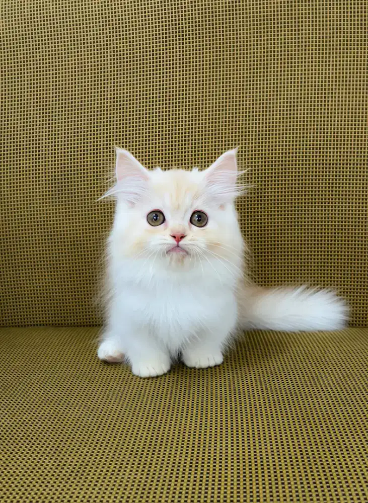 Munchkin Longhair