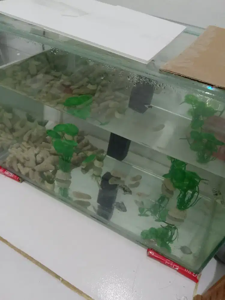 Aquarium sama filter dan ikan nya