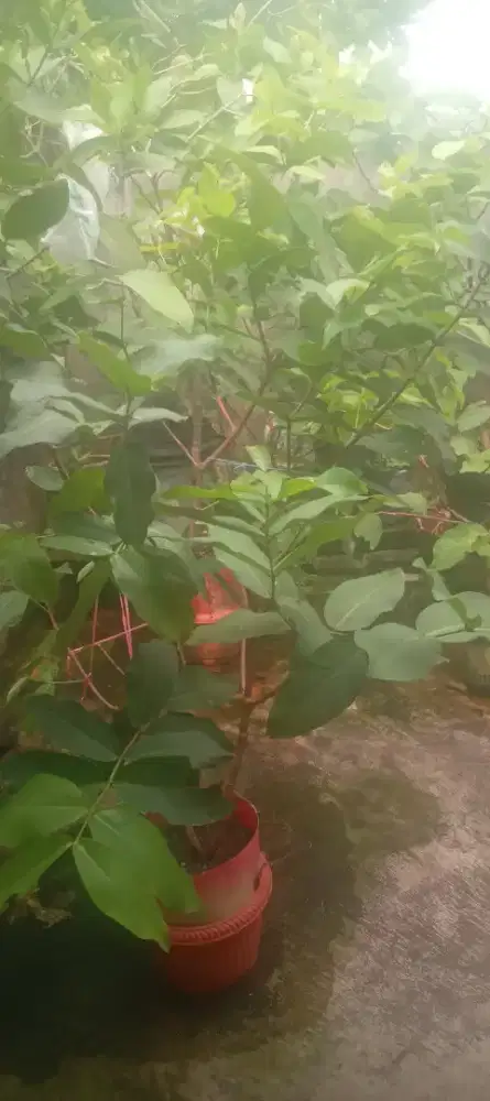 Jambu air king rose
