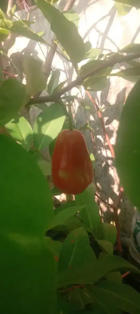Jambu air king rose