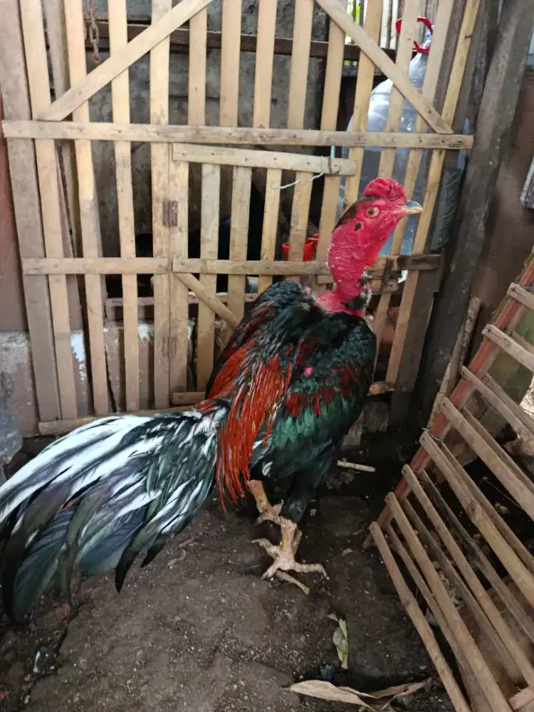 Ayam saigon uk 5