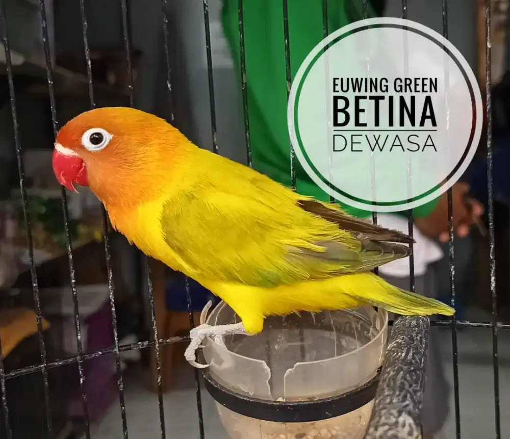 Lovebird Dewasa Euwing Green