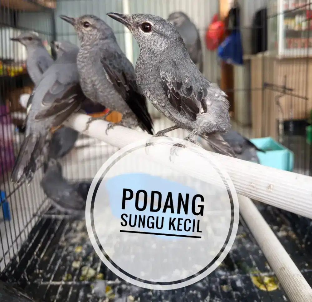 Podang Abu Sungu kecil