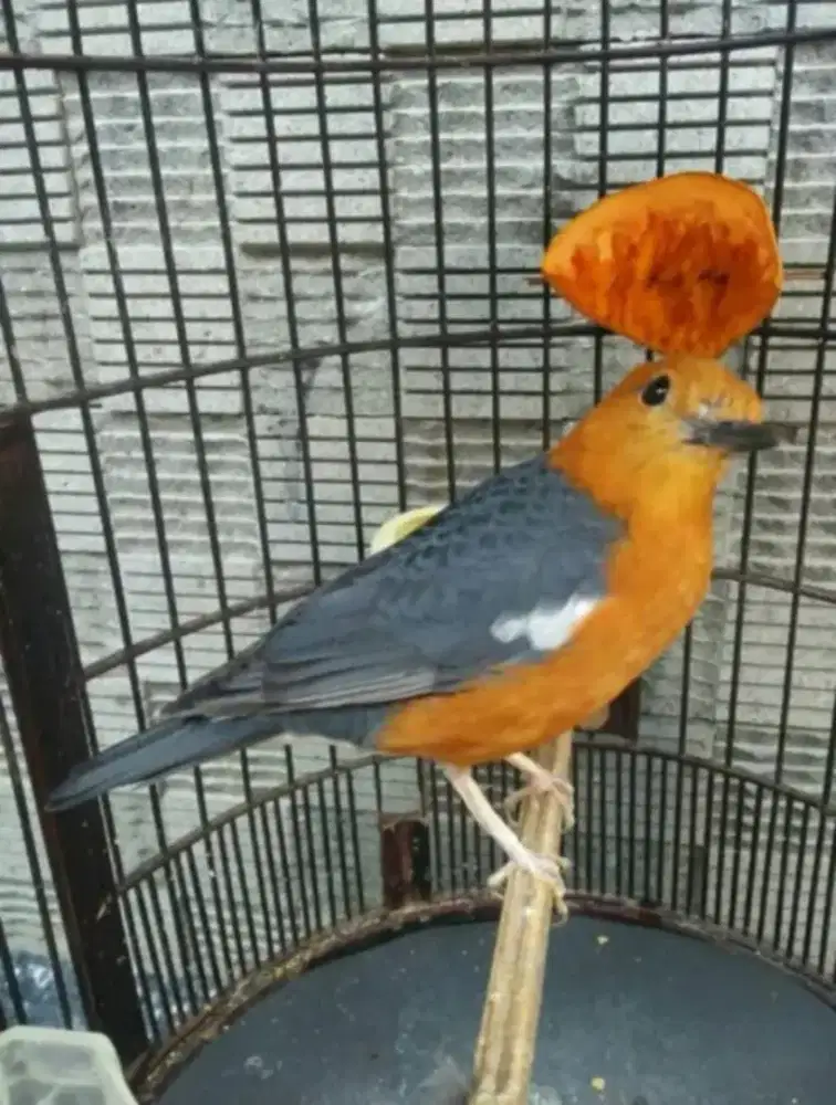 Burung Anis Merah Jinak Mulus
