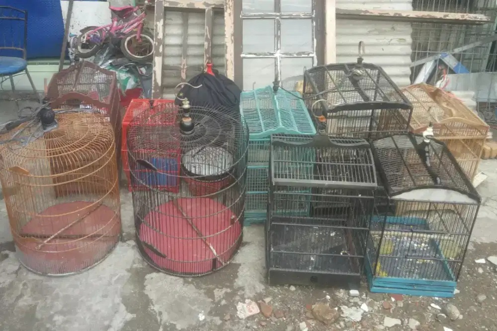 Kandang Kacer  murai ijo bekas