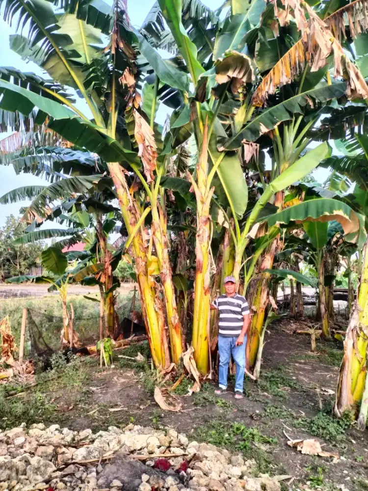 Dijual Tanah Tanpa Perantara