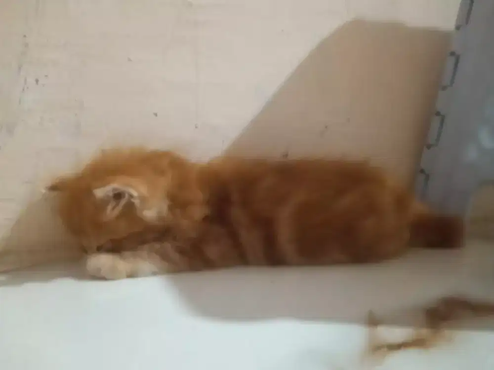 Kucing persia medium