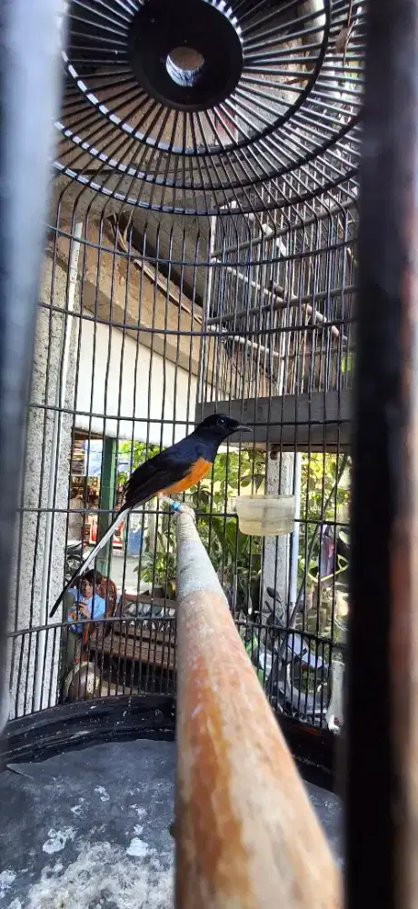 Murai batu ekor 20 trah ekor 24