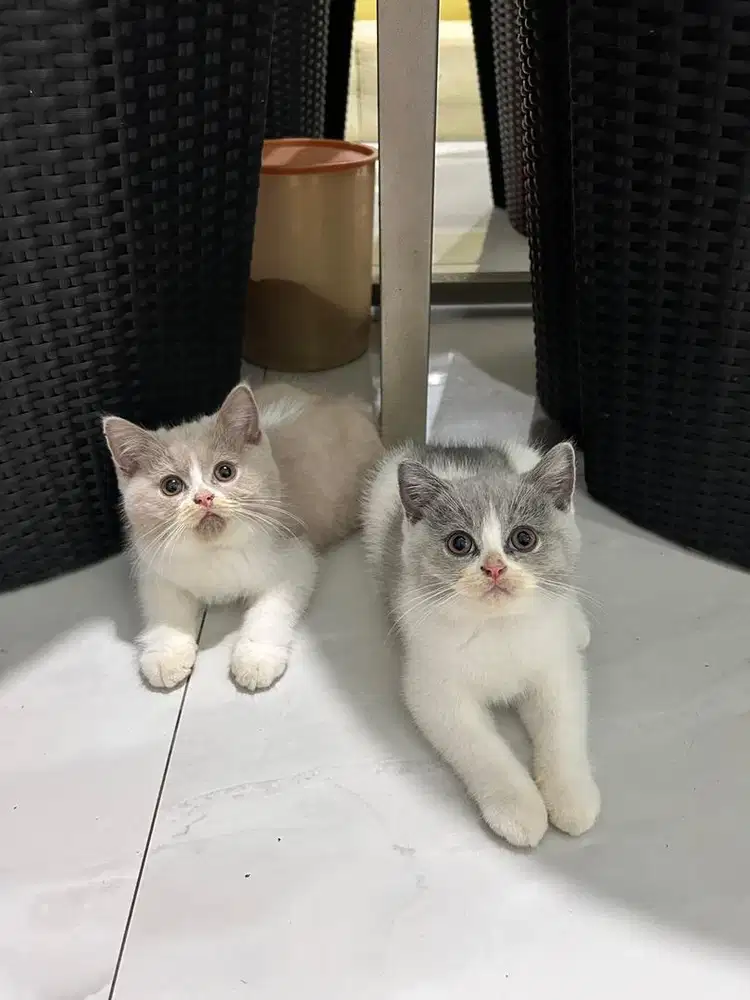 Bicolor blue BSH pure